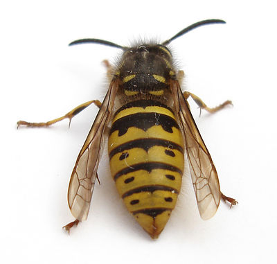 wasp