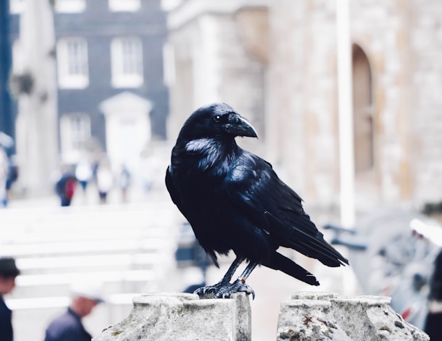 A Black Raven A Black Raven