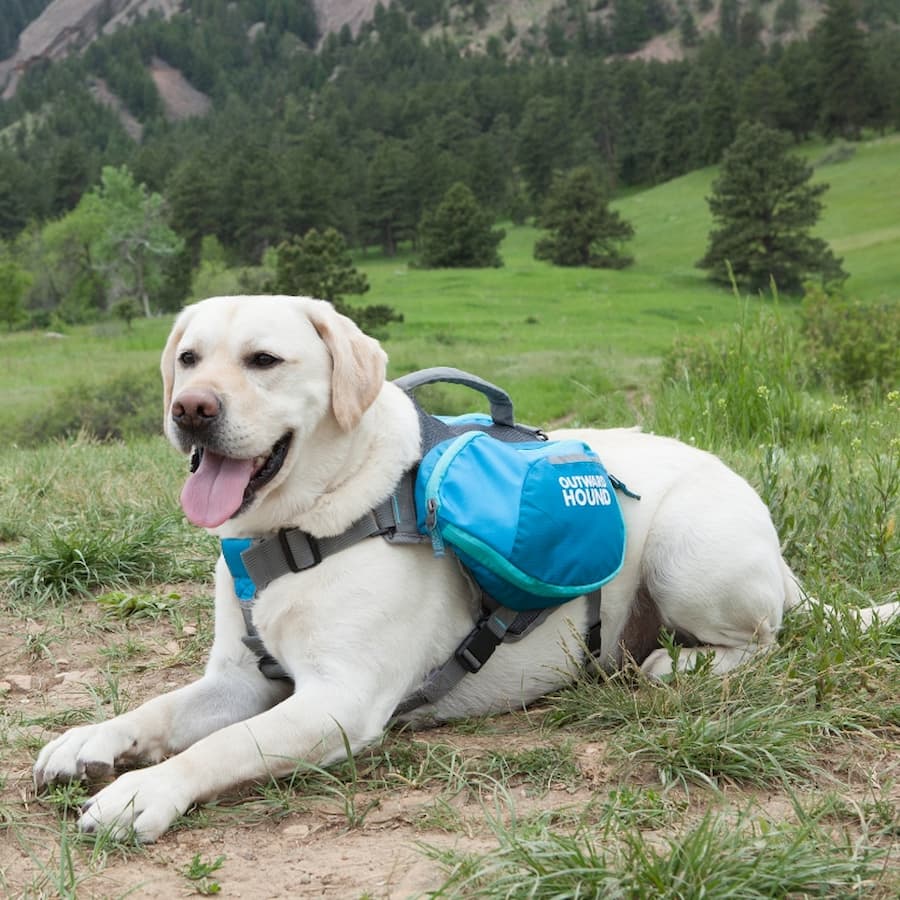 dog with a backpack