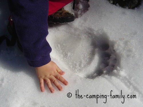 small hand beside bear print in the snow