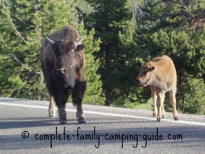 bison on road at Yellowstone National Park