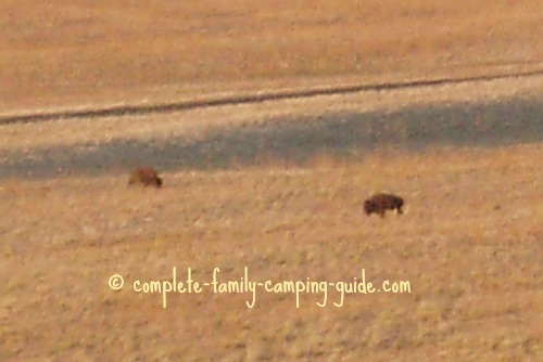 bison on Antelope Island