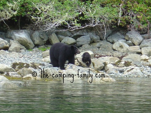 mama black bear and baby