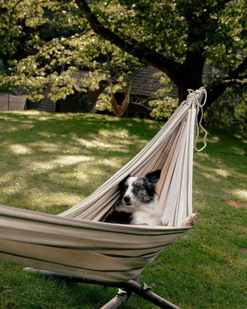 dog in a hammock