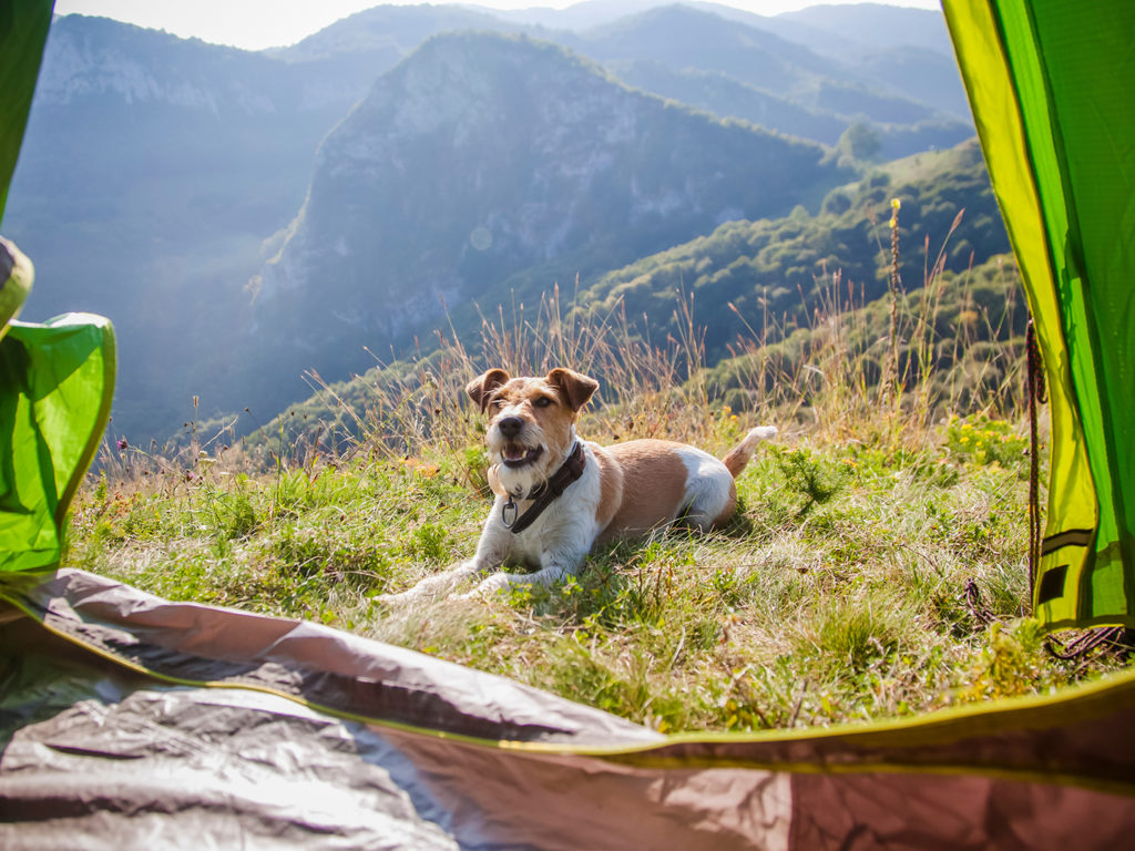 a dog and tent on the mountains