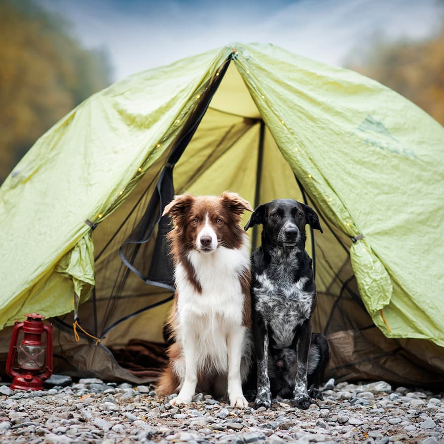 dogs by a tent