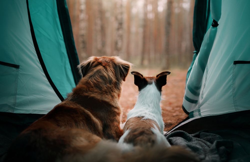 2 dogs in a tent