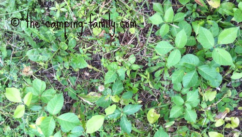 poison ivy poison ivy