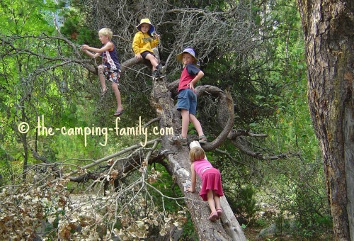 kids climbing a dead tree