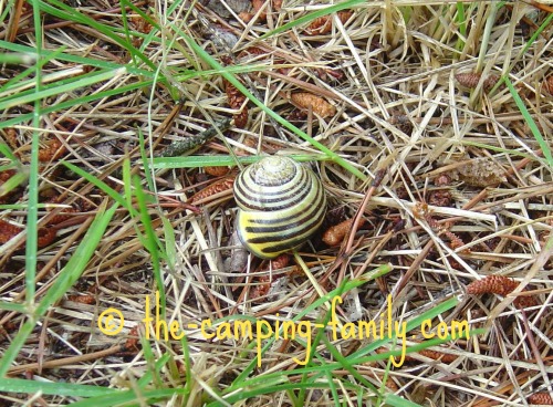 snail