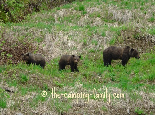 three bears