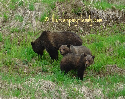 three grizzly bears