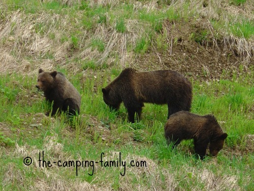 three grizzly bears
