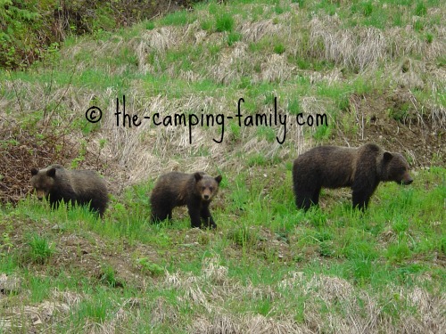 three grizzly bears