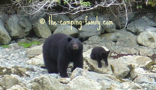 mother bear looking directly at the camera