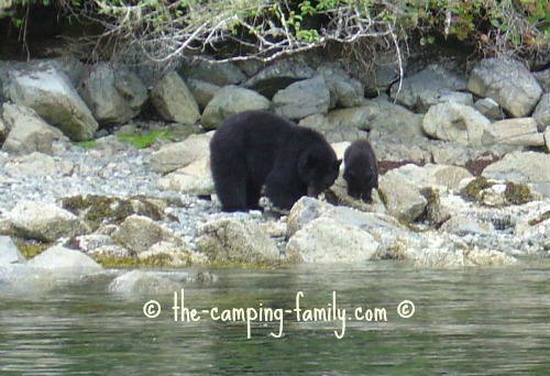 black bear mother and baby