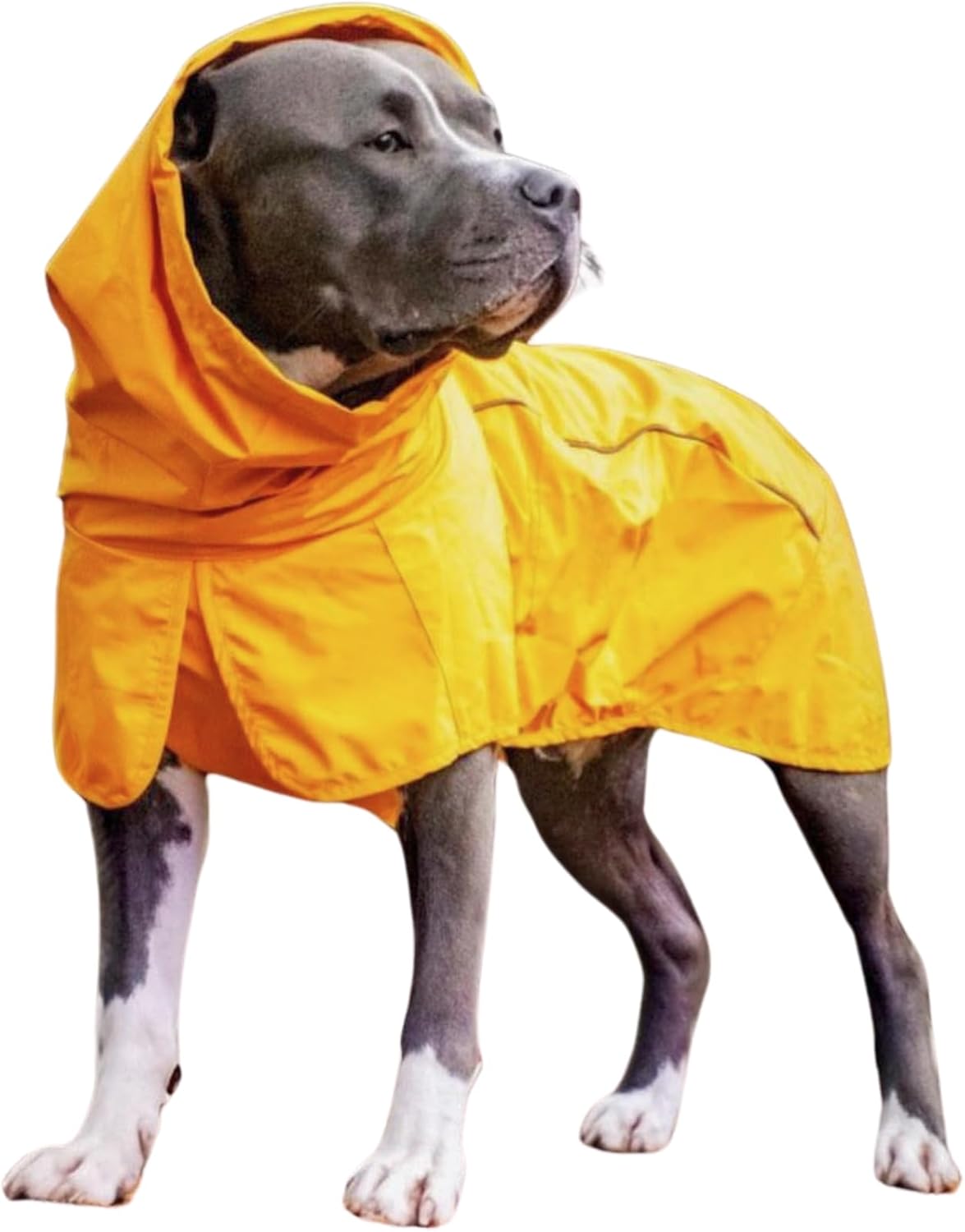 A waterproof dog coat