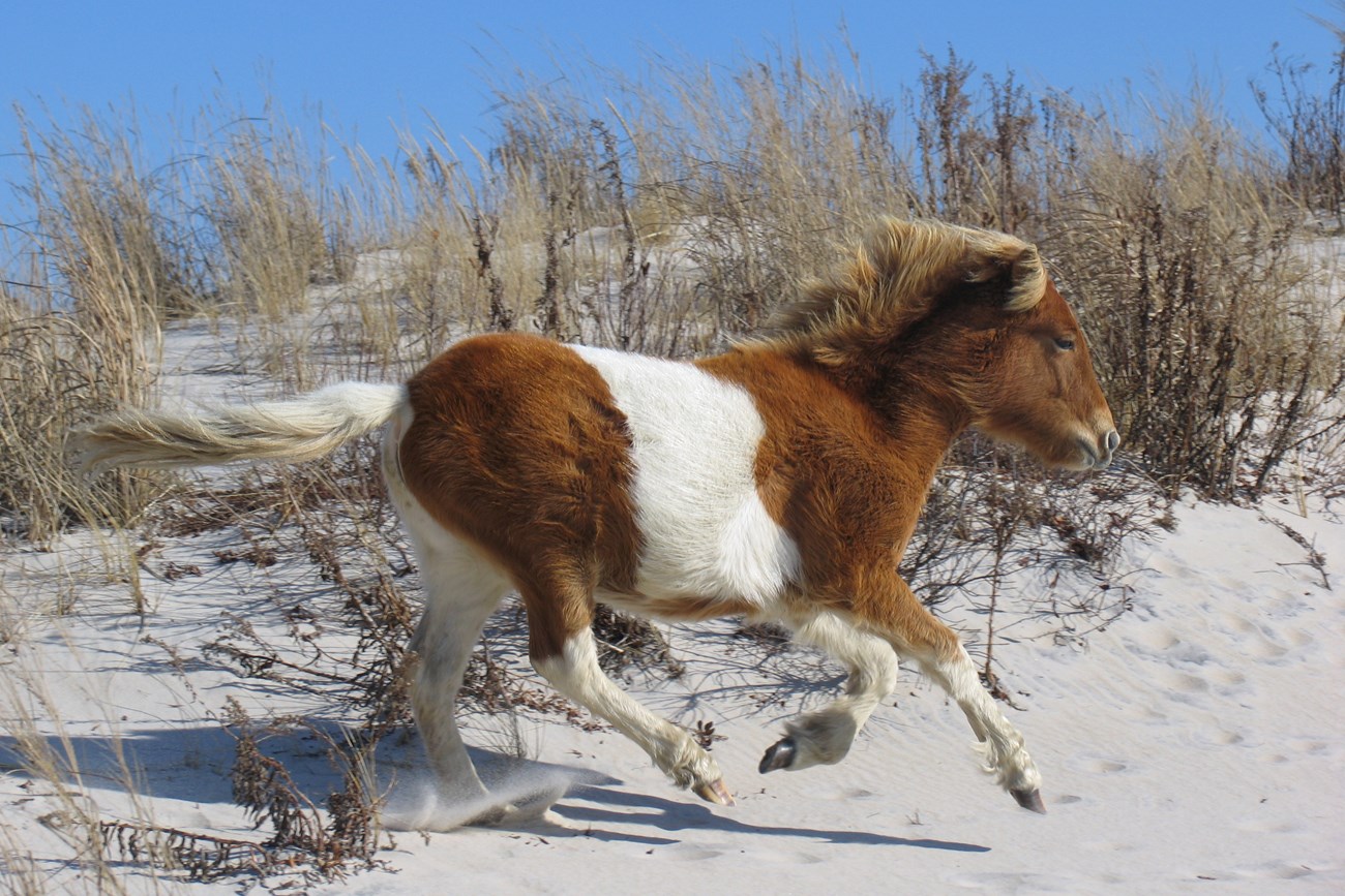 wild horses at the beach