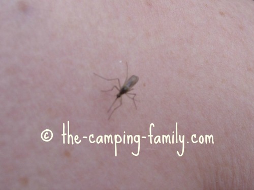 mosquito on human skin