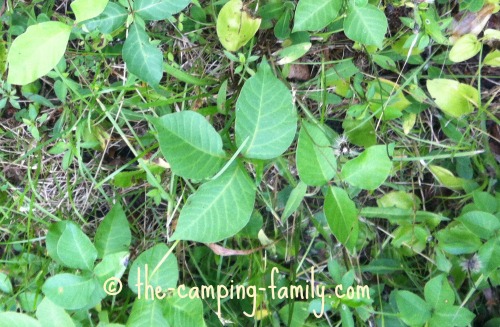 poison ivy plants